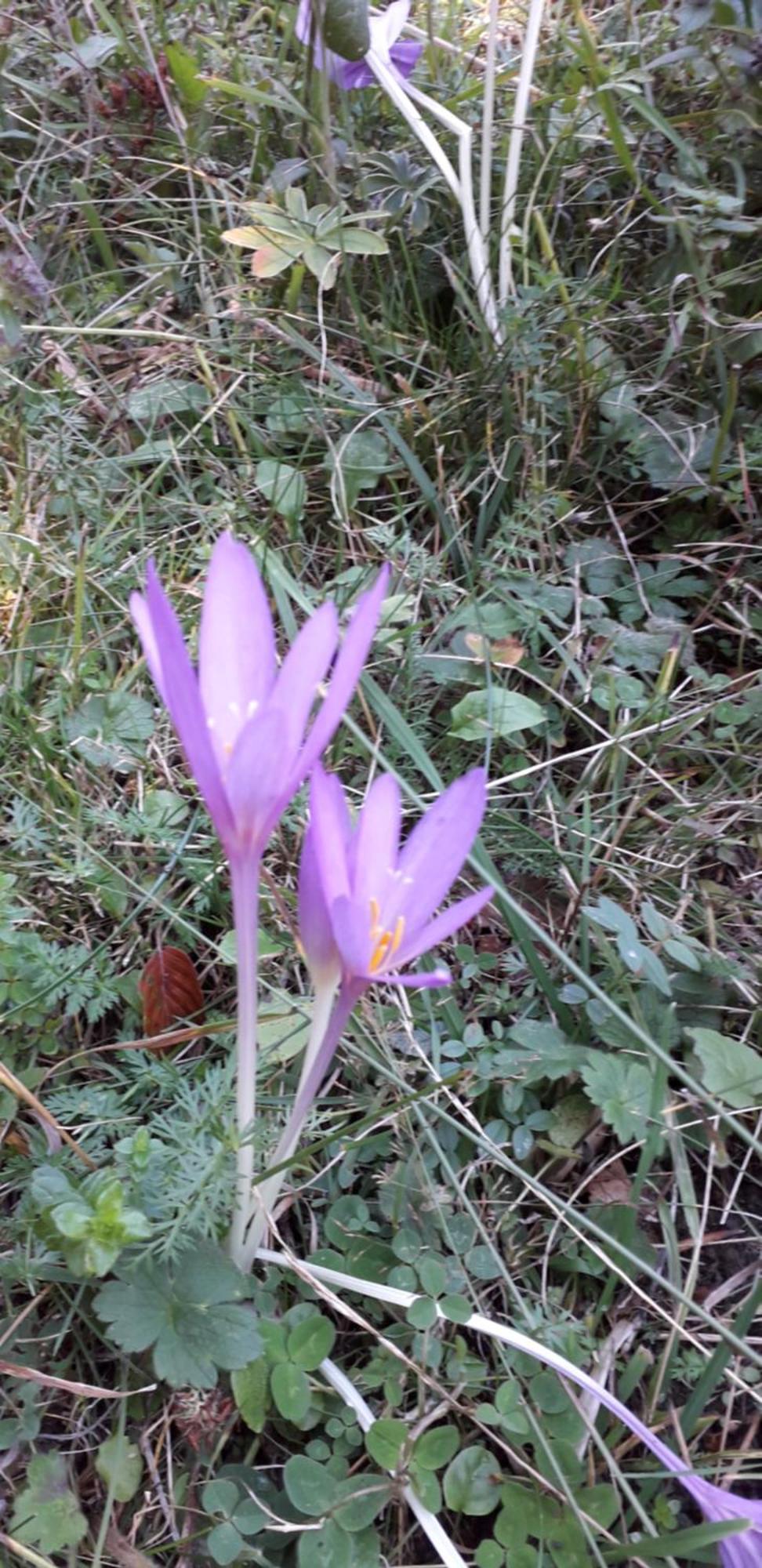 Les Tilleuls Saint-Jean-d'Avelanne ภายนอก รูปภาพ